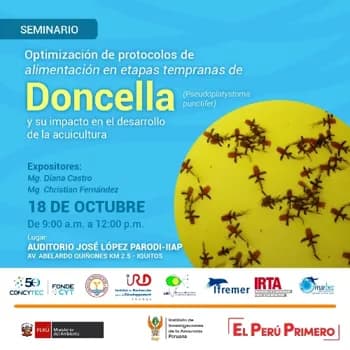 Seminario sobre Doncella
