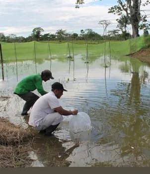 IIAP ENTREGÓ 90 MIL POST LARVAS DE GAMITANA A SAN PABLO Y CABALLOCOCHA